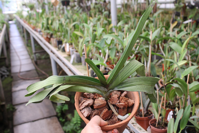 Rhynchostylis gigantea red.jpg