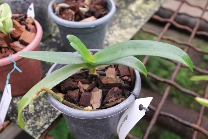 Rhynchostylis gigantea Orange.jpg