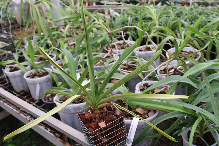 Rhynchostylis retusa spot.jpg