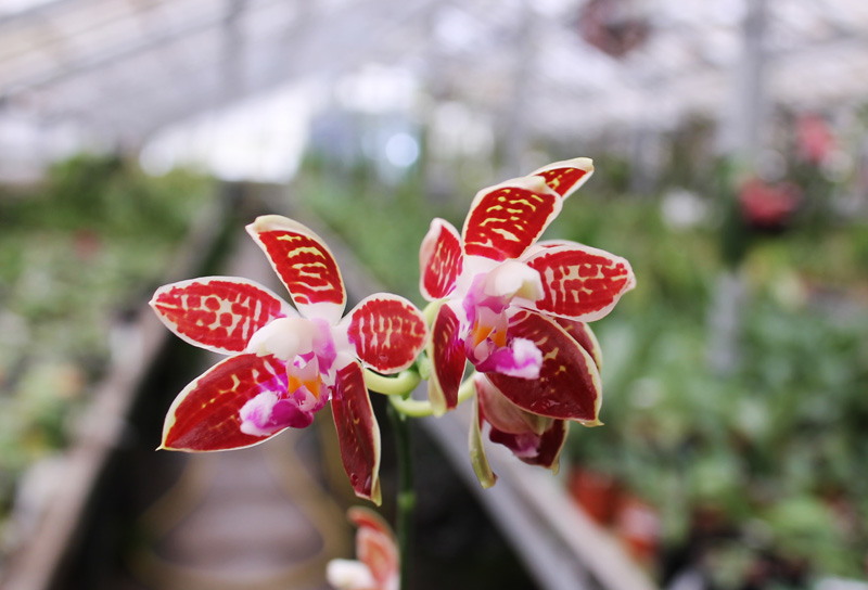 Phalaenopsis corningiana.jpg