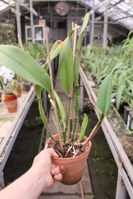 Brassolaeliocattleya Chan Hsiu Gold 'Fuji'.jpg