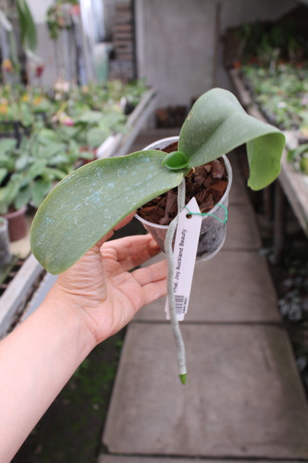 Phalaenopsis Joy Auckland Beauty.jpg