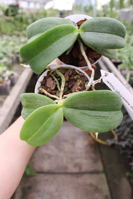 Phalaenopsis Auspice Knight 'Malayan'.jpg