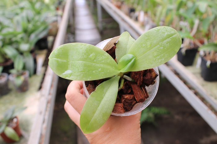 Phalaenopsis Yaphon Red Jewel x Hawaii Dragon Girl.jpg