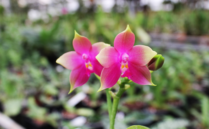Phalaenopsis Jennifer Palermo x Phalaenopsis LD's Bear Queen.jpg