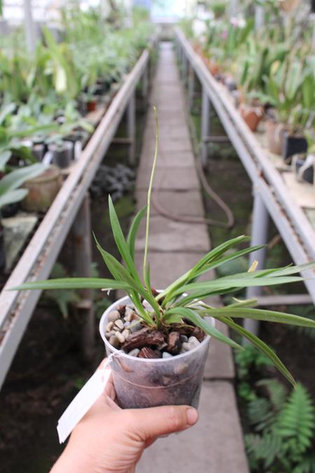 Tolumnia Jairak Rainbow 'Charming'.jpg