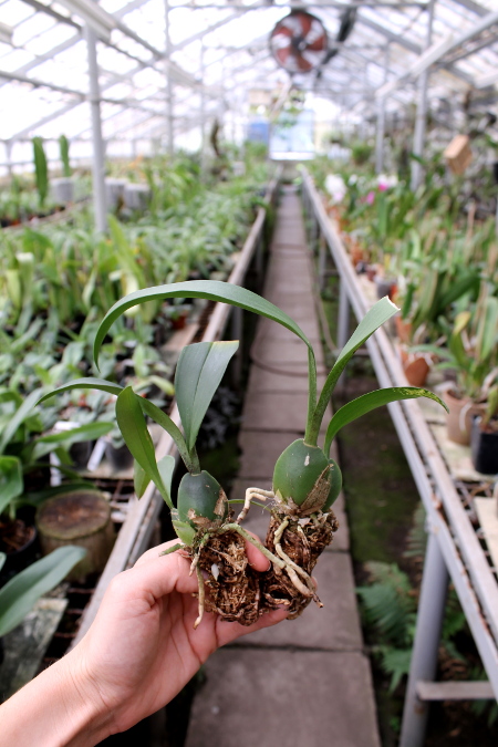 Rossioglossum 'Rawdon Jester' (Rossioglossum grande x Rossoiglossum williamsianum).JPG