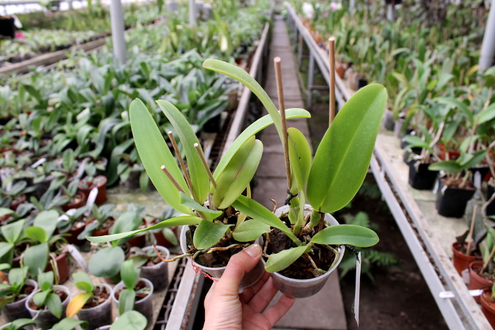 Laeliocattleya Dinard 'Blue Heaven'.JPG