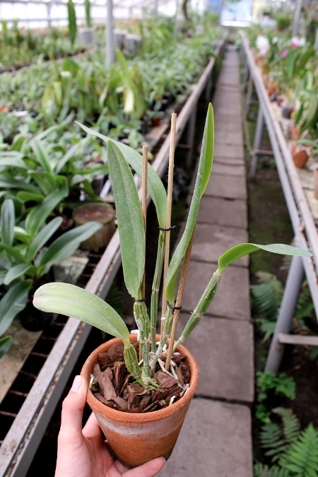 Brassolaeliocattleya Sunstates Peak Down (Mem.Crispin Rosales x Bonanza Queen)Brassolaeliocattleya Sunstates Peak Down (Mem.Crispin Rosales x Bonanza Queen).JPG