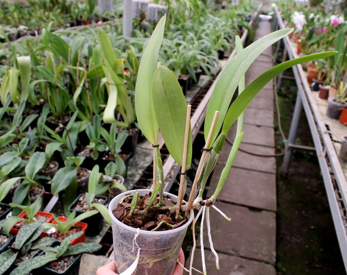 Cattleya trianae albescens XXX x Cattleya trianae amoena 'Rainha'.JPG
