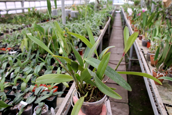 Laelia tenebrosa x Cattleya Penny Kuroda 'spots'.JPG