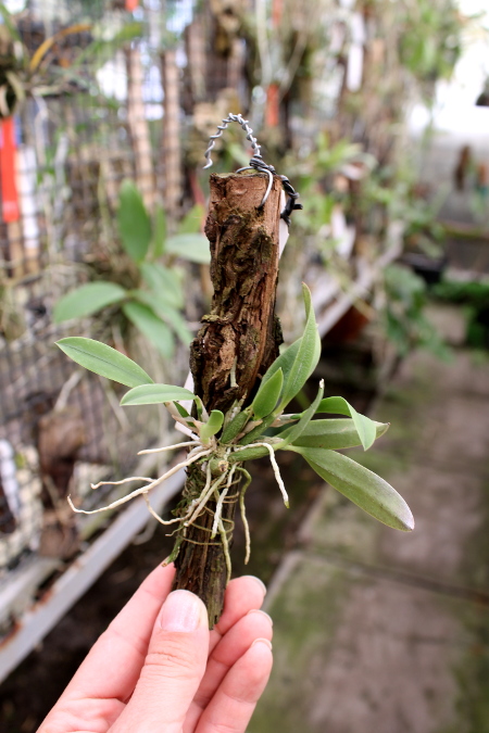 Sophronitis brevipedunculata.JPG