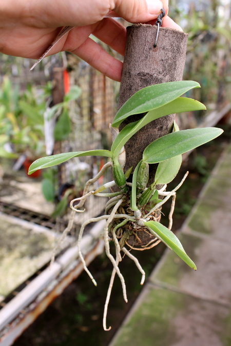 Cattleya walkeriana rubra 'Mineirinha' x Cattleya walkeriana caerulea 'Sta. Luzia'.JPG