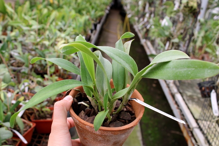 Cattleya bowringiana semi alba suave 'Tower Grove' x Cattleya labiata semi alba 'Gulliver'.JPG