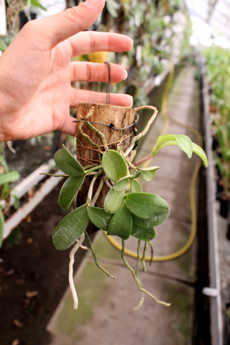 Cattleya aclandiae.JPG