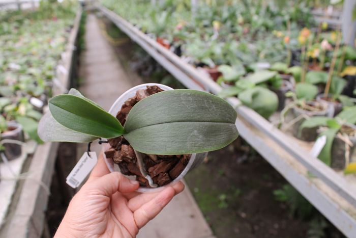 Phalaenopsis Brother Oxford 'Yaphon'.jpg