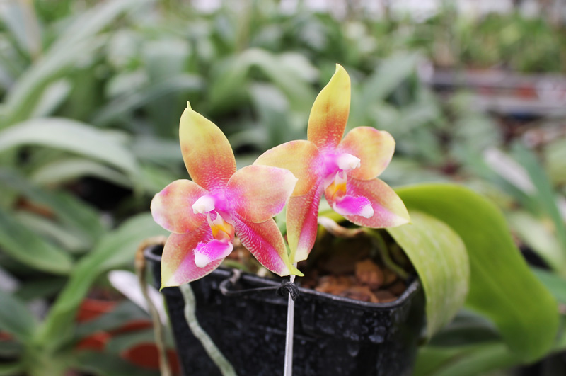 Phalaenopsis Jennifer Palermo (C1 type) x Phalaenopsis LD's Bear Queen.jpg