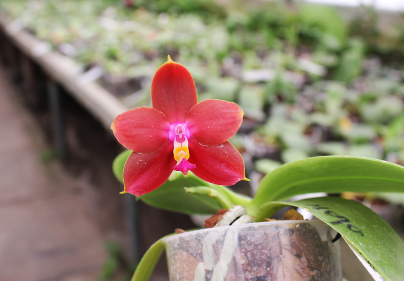 Phalaenopsis Ld's Bear King 'RK-3'.jpg