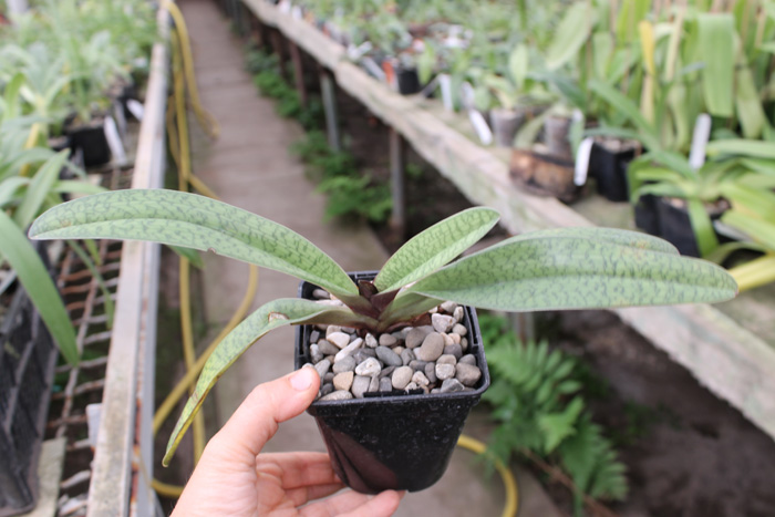 Paphiopedilum Dark Spell 'Ruby' x Paphiopedilum St Swithin 'Swallow'.jpg