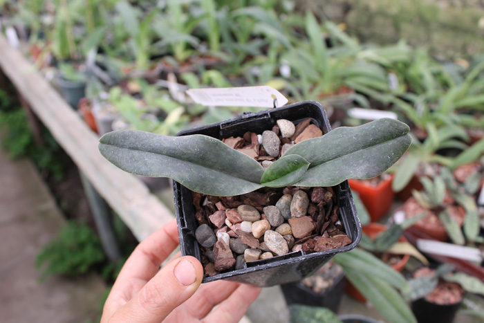 Paphiopedilum emersonii '#1' x Paphiopedilum vietnamense '#5'.jpg