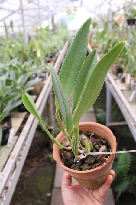 Cattleya labiata amesiana lineata 'AWZ' (Z-8) x Cattleya labiata amesiana lineata 'Pedra Azul'.jpg