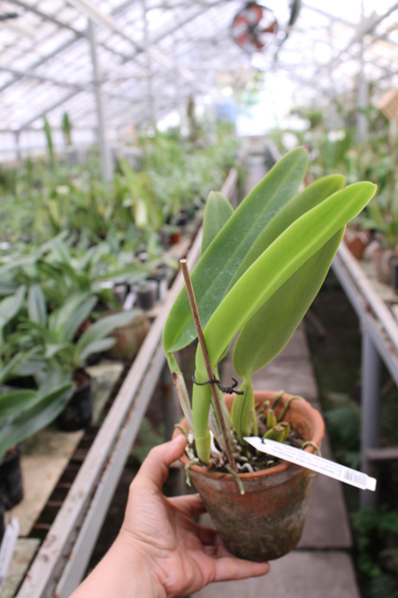 Cattleya labiata semi alba 'Garganta Escura' x Cattleya labiata semi alba ('Cooksoniae' x 'Gloriosa').jpg
