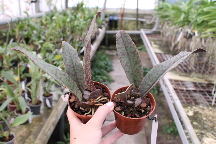 Psychopsis Mendenhall 'Hildos'.JPG