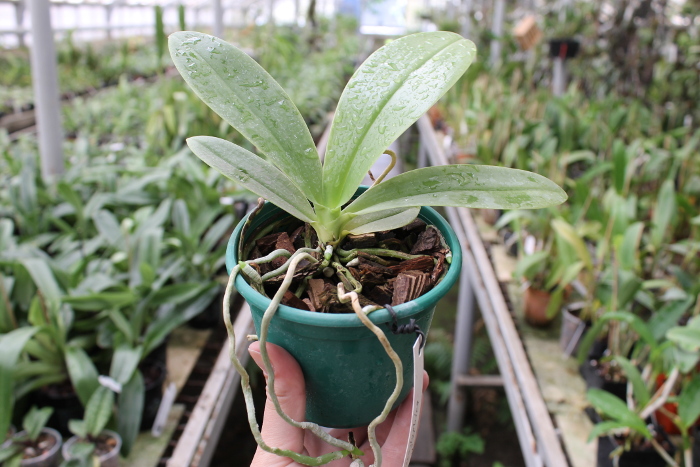 Phalaenopsis hieroglyphica.JPG