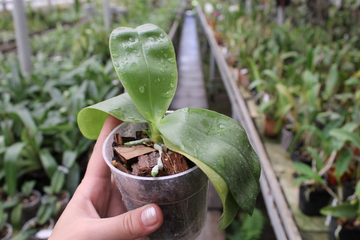 Phalaenopsis violacea var coerulea.JPG