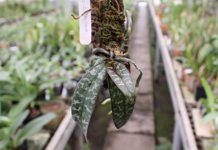 Phalaenopsis schilleriana.JPG