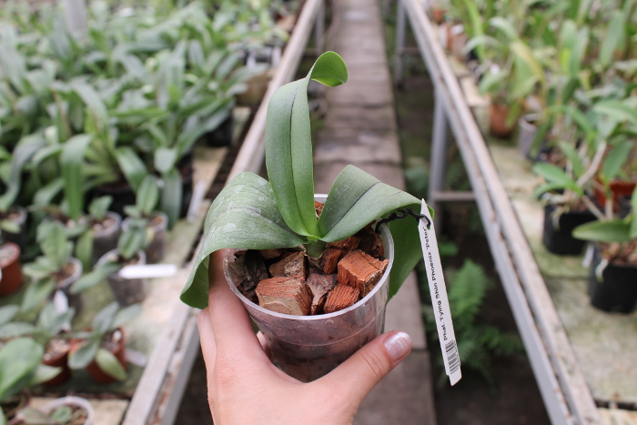 Phalaenopsis Tying Shin Phoenix 'Peter'.JPG