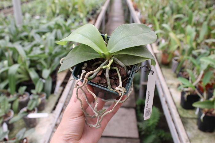 Phalaenopsis Penang Girl.JPG