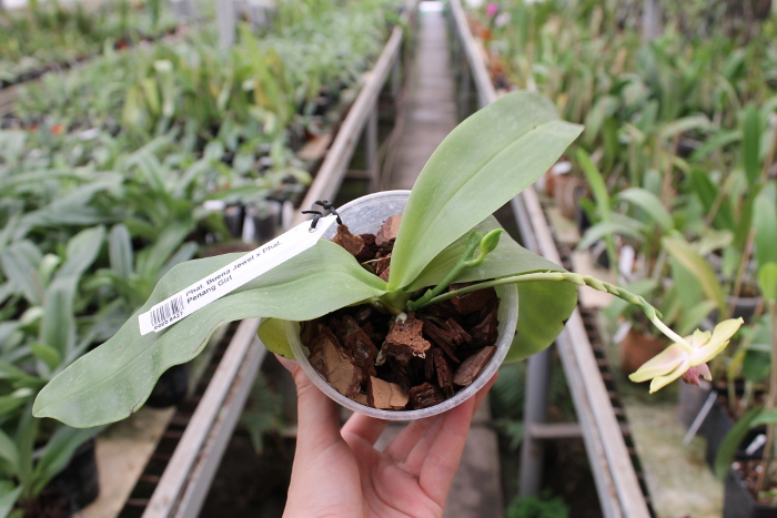 Phalaenopsis Buena Jewel x Phalaenopsis Penang Girl.JPG