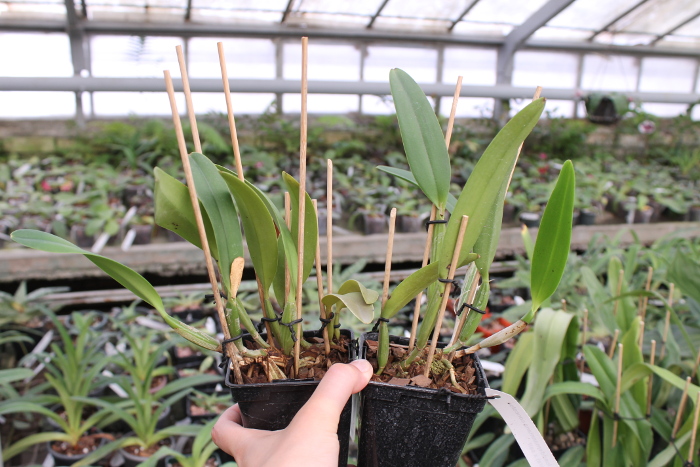 Cattleya lueddemanniana concolor (clara) x self.JPG