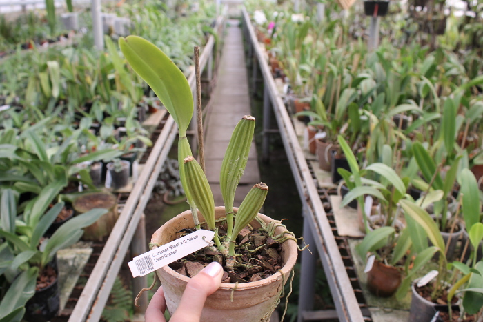 Cattleya trianae 'Binot' x Cattleya trianae 'Jean Groben'.JPG