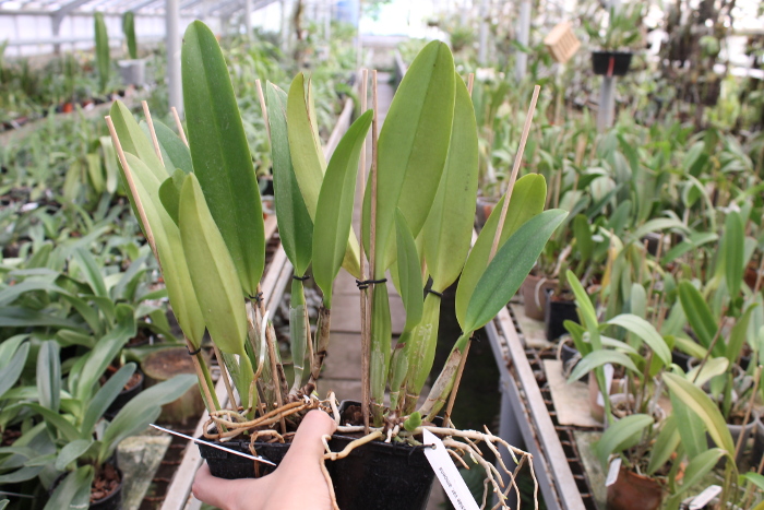 Cattleya mossiae amoena.JPG