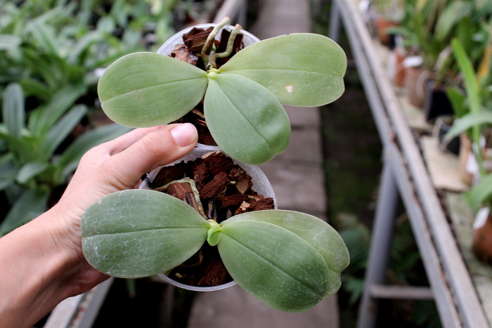 Phalaenopsis Samera 'Blue'2.JPG
