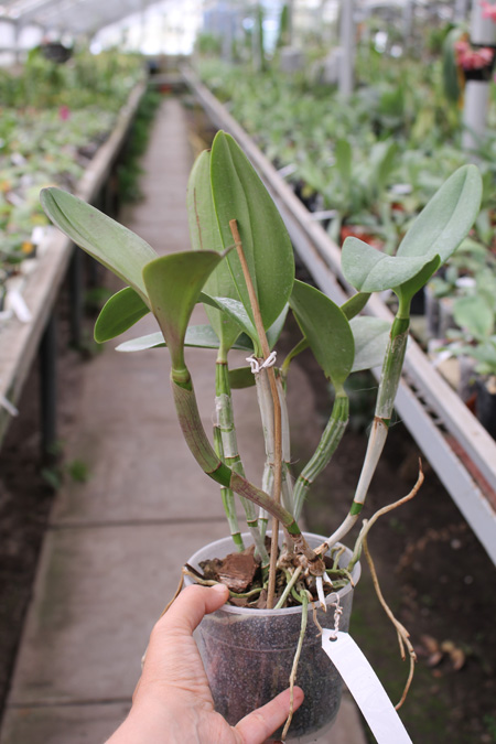 Cattleya violacea.jpg
