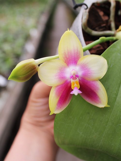 Phalaenopsis Ld's Bear Queen x Chang Mow Evergreen.jpg