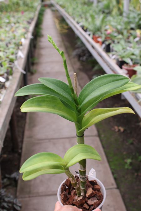 Dendrobium Brandy.jpg