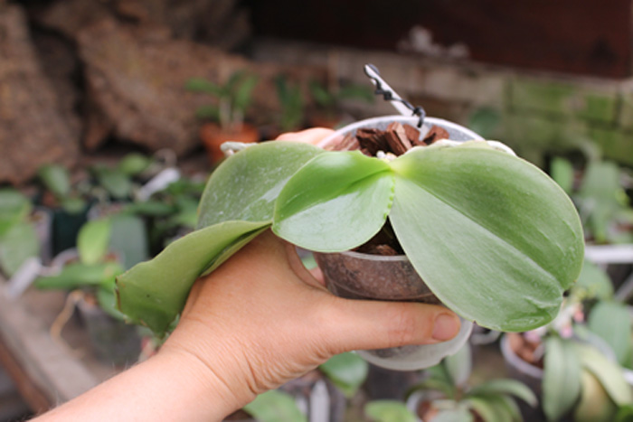 Princess Kaijulani Chin Yo.jpg