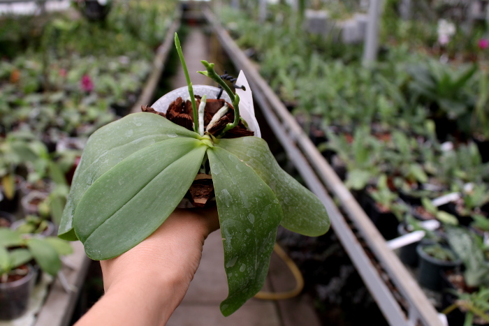 Phalaenopsis amboinensis yellow x violacea indigo.JPG