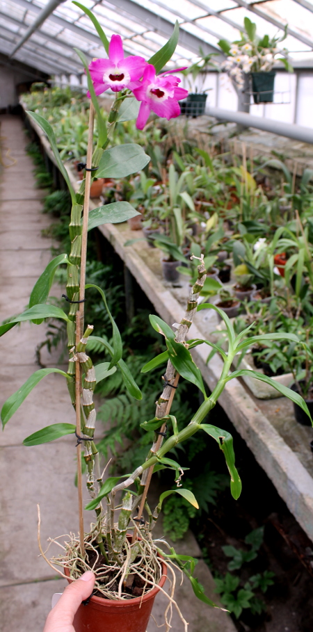 Dendrobium Red Emperor 'Prince'.JPG