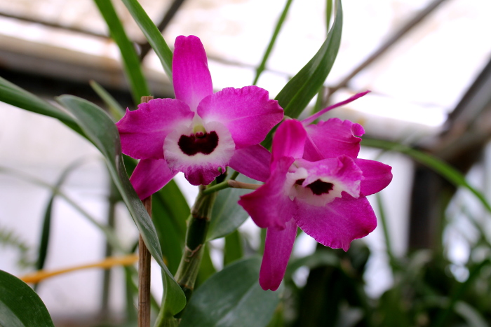 Dendrobium Red Emperor 'Prince'2.JPG