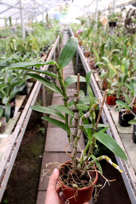 Dendrobium Red Emperor 'Prince'3.JPG