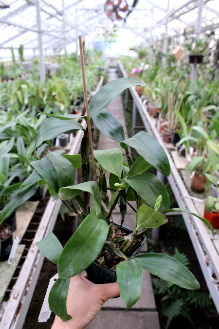 Dendrobium farmeri.JPG