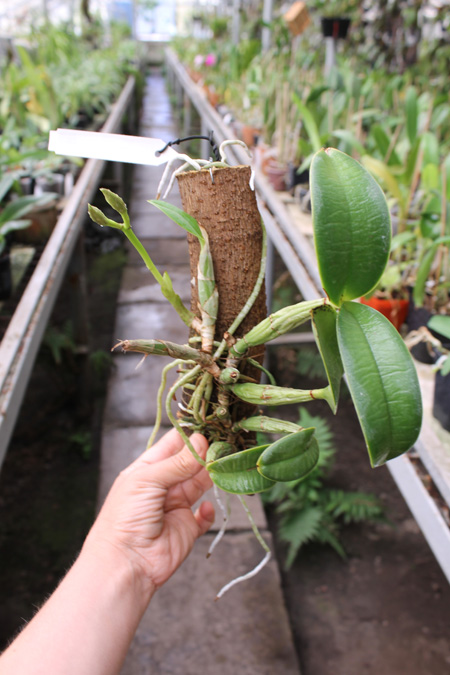 Cattleya nobilior.jpg
