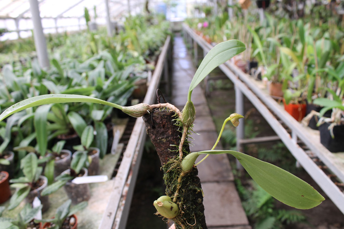 Bulbophyllum coweniorum.jpg
