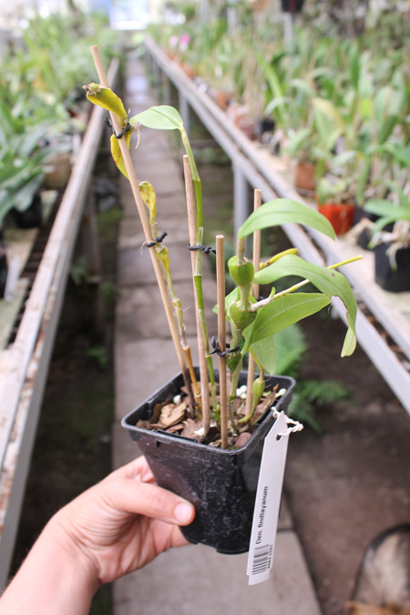 Dendrobium findlayanum.jpg