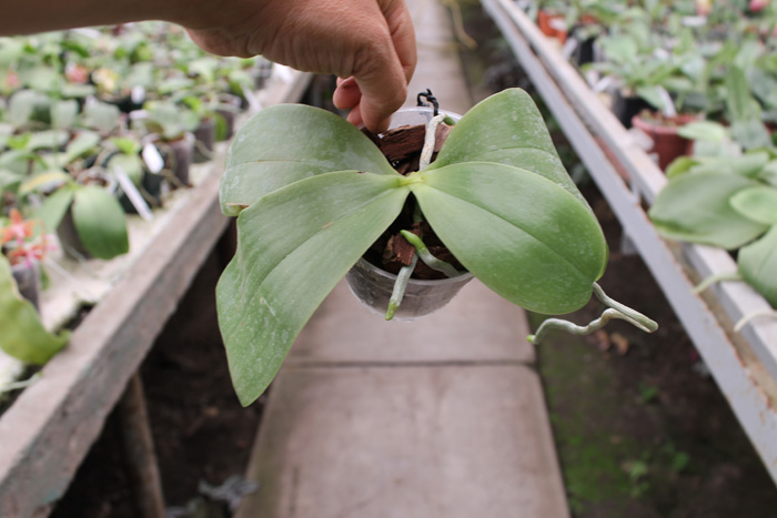 Princess Kaijulani Chin Yo.jpg